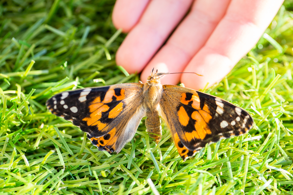 3rd Grade Life Science: Major Animal Groups Your Kids Should Know image